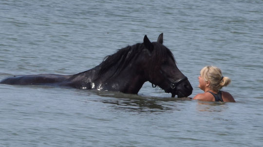 počasie, kúpanie, kôň,