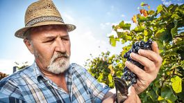 Hrozno dozrieva predčasne a čelí chorobe esca 