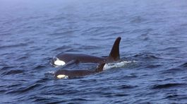 VIDEO: V Messinskej úžine pri Sicílii prvý raz videli kosatky