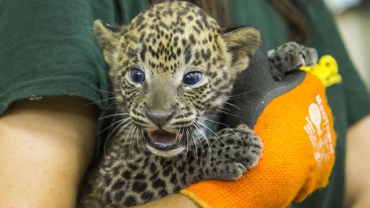 Movonarodený leopard cejlónsky počas prvej...