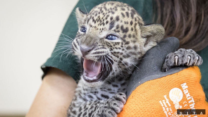 ZOO: Veterinárna prehliadka leoparda cejlónskeho