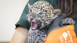 ZOO: Veterinárna prehliadka leoparda cejlónskeho