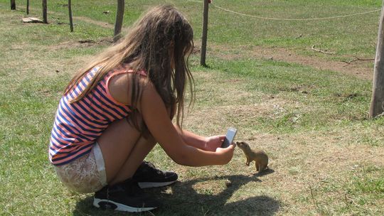 syseľ, Muránska planina