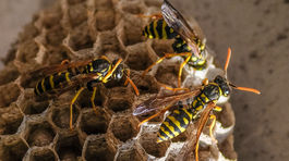 Hmyz je v lete agresívnejší