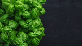 Bazalka - liečivá bylinka a korenie súčasne