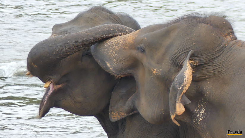 sloni bozk Pinnawala Sri Lanka slon