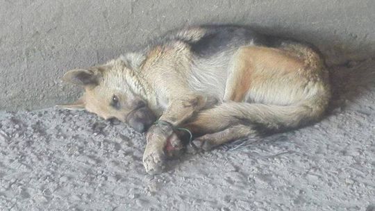 Polícia vyšetruje medializovaný prípad týraného psa zo Sokolian