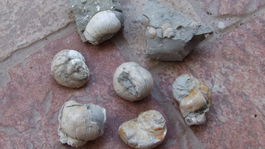 Zasypú v Martine skameneliny odpadkami?