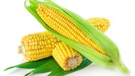 Kukurica - zlatožlté zrná, ktoré zvyšujú odolnosť proti stresu