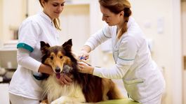 Za nezačipovaného psa dostane pokutu aj majiteľ, aj veterinár