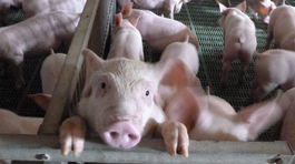 Rezeň ľuďom vonia, prasa smrdí