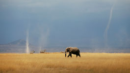 V Botswane pytliaci usmrtili 87 slonov