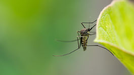 Západonílsky vírus vyčíňa v Európe, zabil už 47 ľudí
