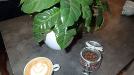 kávovník káva cappucino kávové zrná