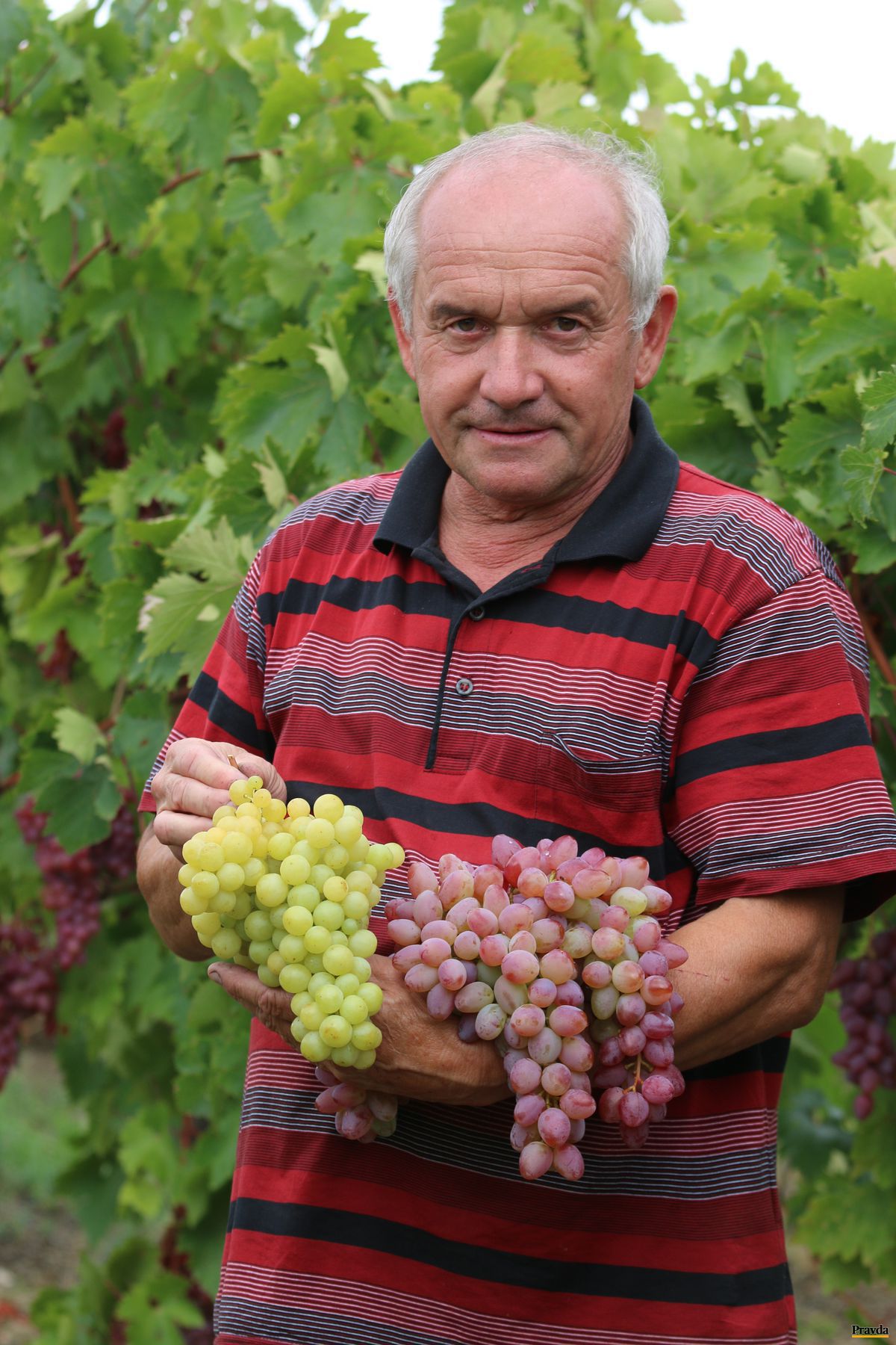 Vinohradník Karol Braniš s vynikajúcimi...