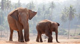 Slony možno dokážu nosom spoznať množstvo, zistili vedci