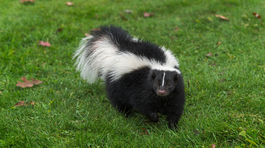 Skunk.