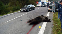 Vodič sa vyhýbal zrazenému medveďovi, neprežil zrážku s kamiónom