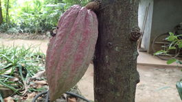 kakaovník Srí Lanka