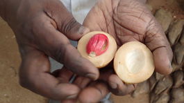 muškátový oriešok Srí Lanka dlaň