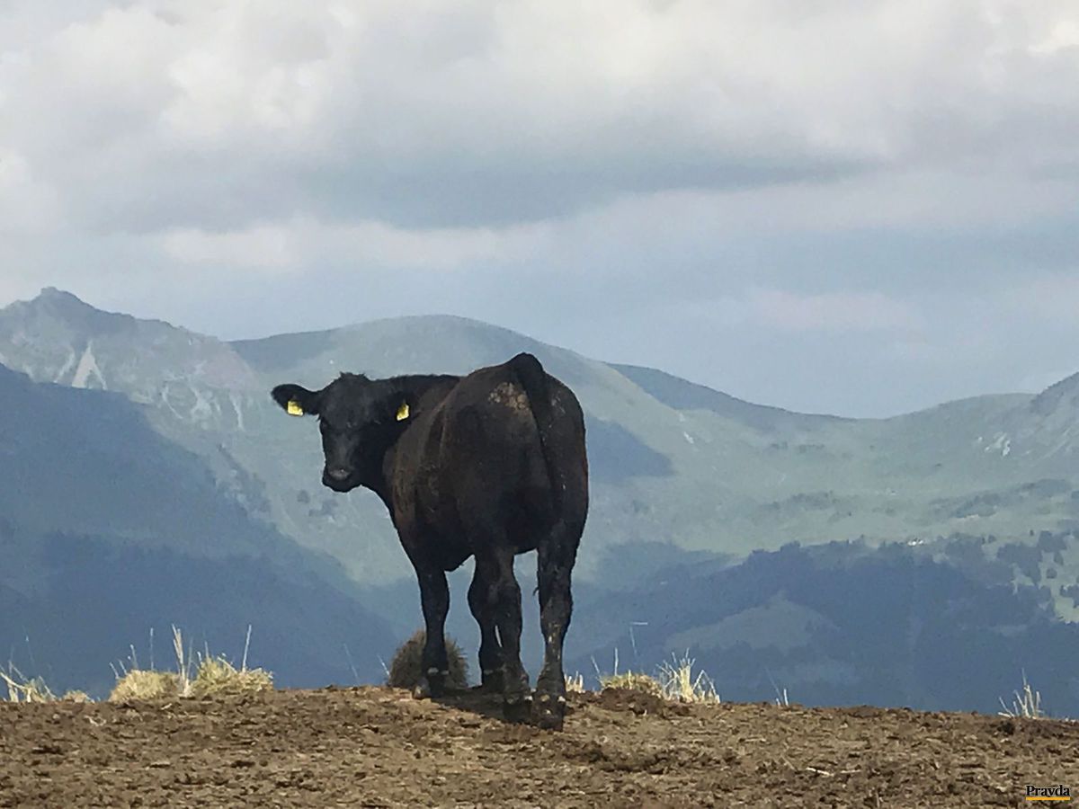 krava, Švajčiarsko