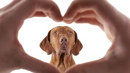 Dokážu nás zvieratá naozaj milovať ako my ich?