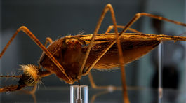 Vedci by vraj mohli vyhubiť maláriu v Afrike do 20 rokov