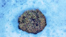 V otepľujúcej sa Arktíde rastú podľa vedcov stále vyššie rastliny