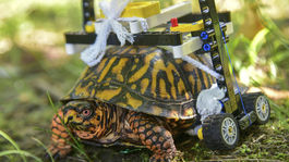 Korytnačka po operácii dostala vozíček z Lega