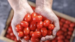 Zázračné paradajky: ako naučiť deti, aby si ich samy pýtali? 