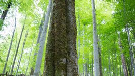 Vlk spustil ďalšiu petíciu za lepšiu ochranu slovenskej prírody