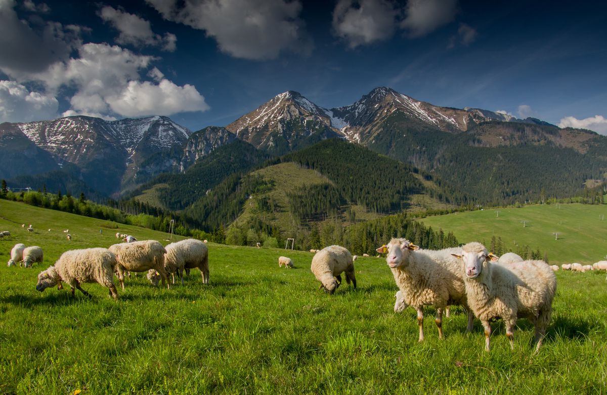 ovce, hory, poľnohospodárstvo