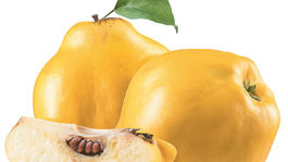 Dula - vzácnosť plná céčka aj bojovníčka proti rakovine