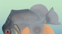 Vedci našli skameneliny rýb pripomínajúce pirane