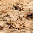 irak, pozostatky, lebka, kosti kostra, masový hrob