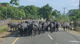 Sri Lanka Pravda3