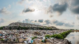 S odstránením toxických látok môžu pomôcť rastliny