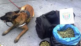 Čech si na pašovanie marihuany zobral 'na pomoc' hárajúcu fenu