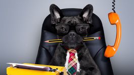 Zvieratá na pracovisku podporujú dobrú náladu