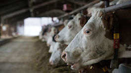 Poľský minister poľnohospodárstva tvrdí, že podozrivé mäso nebolo nevyhovujúce