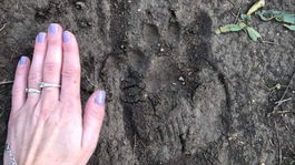 VIDEO: Pozor na medvedicu v trenčianskom lesoparku