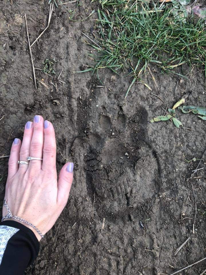 Fotografia odtlačku laby má niekoľko dní a...