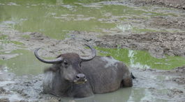 byvol Kumana národný park Srí Lanka