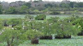 jazero plné vtákov Kumana Srí Lanka