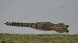 krokodíl Srí Lanka Kumana národný park