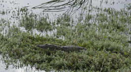 krokodíl Srí Lanka