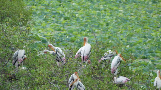 ,,Asibociany" v národnom parku Kumana na...