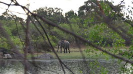 slon tusker v národnom parku Kumana Srí Lanka