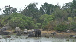 slon v daždi Kumana Srí Lanka