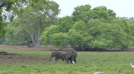 slony v národnom parku Kumana Srí Lanka